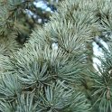 Cedrus libanii subsp.atlantica 'Glauca' rameau 2